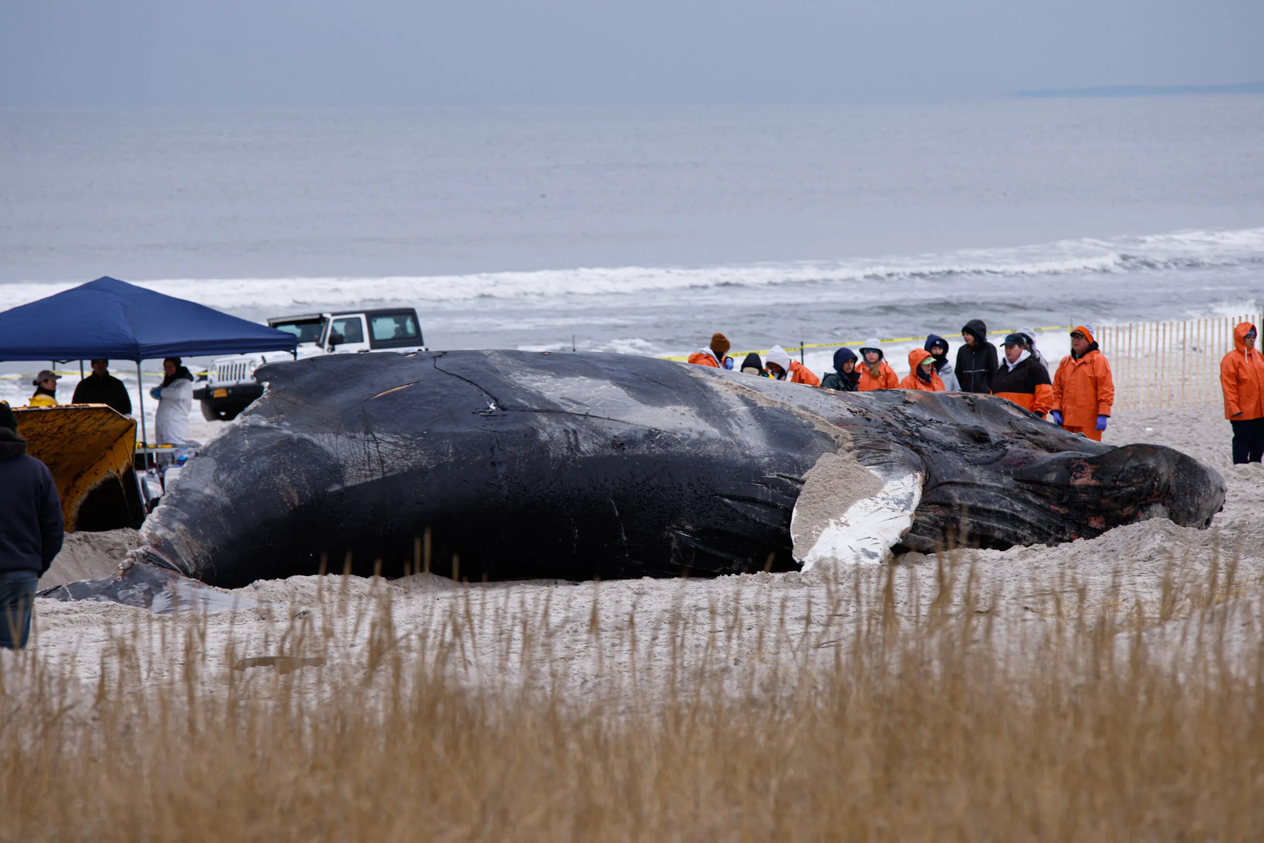 Blue Whale Bitten in Half: A Marine Mystery